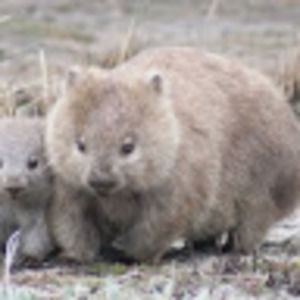 Meet your Posher, Delaney